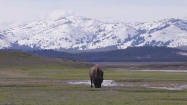 Bison eating grass in American Landscape. Yellowstone National Park. United States. Nature Background. Slow Motion
