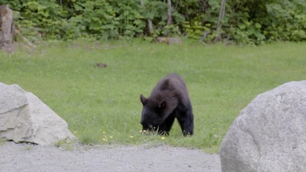 Черный Медведь Городском Парке Весенний Сезон Minnekhada Regional Park Coquitlam — стоковое видео