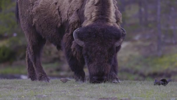 Bison Birds River Eating Grass American Landscape Yellowstone National Park — Stockvideo