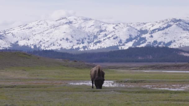 Bison Eating Grass American Landscape Yellowstone National Park United States — Vídeo de Stock