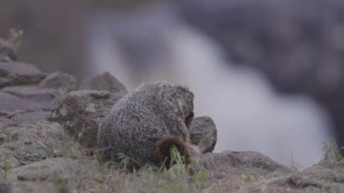 Marmot in American Nature Landscape during cloudy day. Palouse Falls State Park, Washington, United States of America. Slow Motion