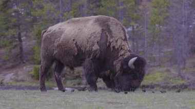 Bison with birds by the river eating grass in American Landscape. Yellowstone National Park. United States. Nature Background.