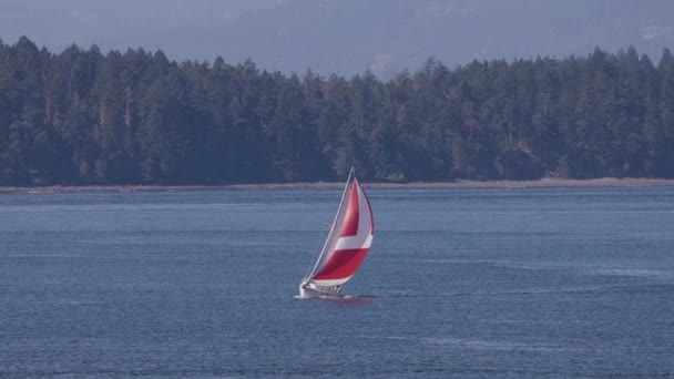Sailboat Sailing Gulf Islands Vancouver Island British Columbia Canada Canadian — ストック動画