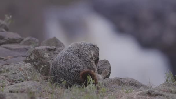 Marmot American Nature Landscape Cloudy Day Palouse Falls State Park — Αρχείο Βίντεο