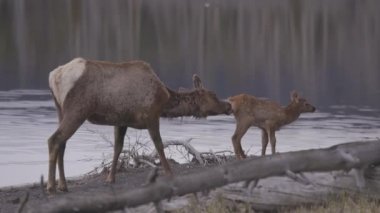 Elk mother cleaning her calf by Yellowstone Lake in American Landscape. Yellowstone National Park. United States. Nature Background.