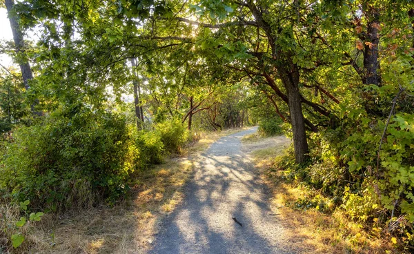 Parkta Canlı Yeşil Ağaçlarla Dolu Bir Patika Güneşli Yaz Günbatımı — Stok fotoğraf