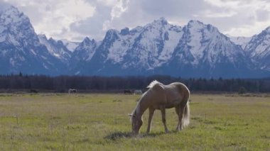 Wild Horse on a green grass field with American Mountain Landscape in Background. Grand Teton National Park, Wyoming, United States of America. Slow Motion