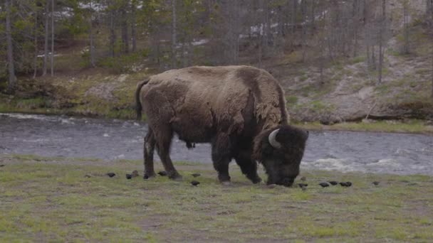 Bison Birds River Eating Grass American Landscape Yellowstone National Park — Vídeo de Stock