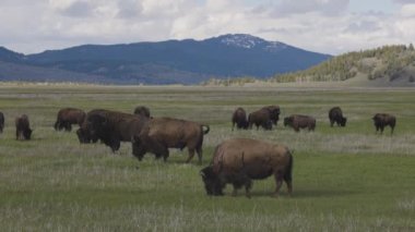 Amerikan Peyzajı 'nda Bizon Yiyen Çimen. Yellowstone Ulusal Parkı. Birleşik Devletler. Doğa Arkaplanı.