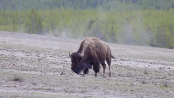 Bison Τρώει Γρασίδι Στο Αμερικανικό Τοπίο Εθνικό Πάρκο Γέλοουστοουν Ηνωμένες — Αρχείο Βίντεο