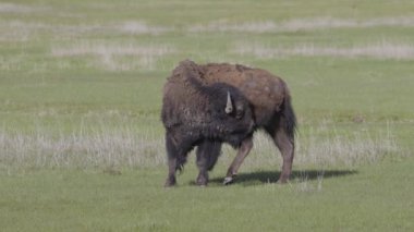 Amerikan Peyzajı 'nda Bizon Yiyen Çimen. Yellowstone Ulusal Parkı. Birleşik Devletler. Doğa Arkaplanı.