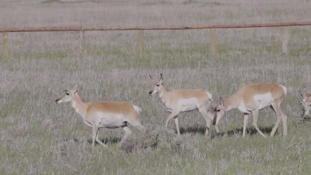 Antelope Green Grass Field Sunny Day Grand Teton National Park — Vídeo de Stock