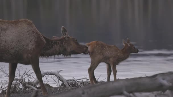 Elk Mother Cleaning Her Calf Yellowstone Lake American Landscape Yellowstone — Stockvideo