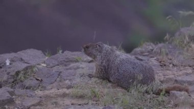 Marmot in American Nature Landscape during cloudy day. Palouse Falls State Park, Washington, United States of America. Slow Motion