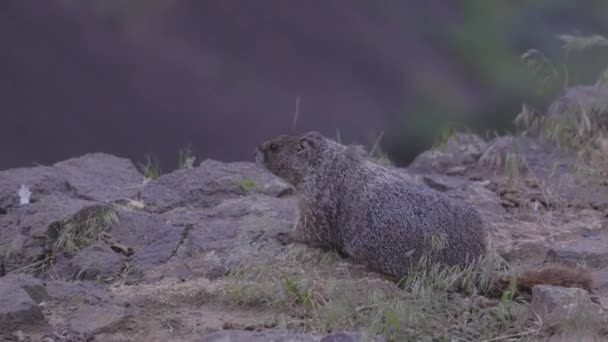 Marmot American Nature Landscape Cloudy Day Palouse Falls State Park — Αρχείο Βίντεο