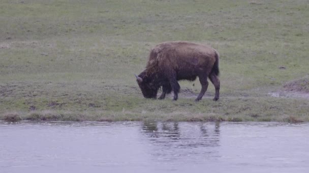 Bison Che Mangia Erba Nel Paesaggio Americano Parco Nazionale Yellowstone — Video Stock