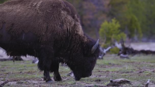 Bizony Jedzące Trawę Amerykańskim Krajobrazie Park Narodowy Yellowstone Stany Zjednoczone — Wideo stockowe