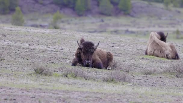 Bison Eating Grass American Landscape Yellowstone National Park United States — Stock Video