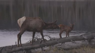 Elk mother cleaning her calf by Yellowstone Lake in American Landscape. Yellowstone National Park. United States. Nature Background.