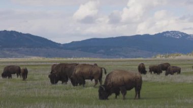 Amerikan Peyzajı 'nda Bizon Yiyen Çimen. Yellowstone Ulusal Parkı. Birleşik Devletler. Doğa Arkaplanı.