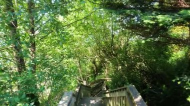 Wooden Trail in the green forest with trees during sunny summer day. 1001 Steps in White Rock, Greater Vancouver, British Columbia, Canada.