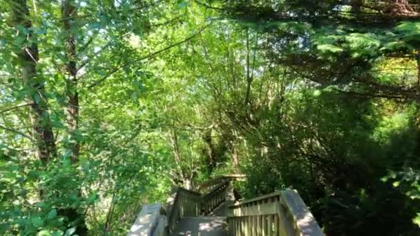 Wooden Trail Green Forest Trees Sunny Summer Day 1001 Steps — Wideo stockowe
