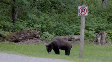 Black Bear in a city park. Spring Season. Minnekhada Regional Park, Coquitlam, Vancouver, British Columbia, Canada.