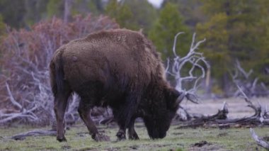 Amerikan Peyzajı 'nda Bizon Yiyen Çimen. Yellowstone Ulusal Parkı. Birleşik Devletler. Doğa Arkaplanı.