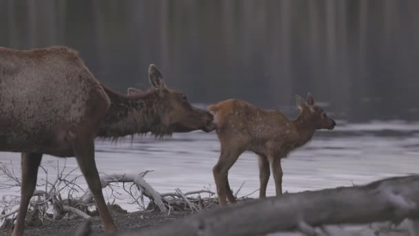 Elk Mother Cleaning Her Calf Yellowstone Lake American Landscape Yellowstone — Wideo stockowe