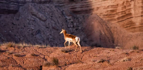 Antelope Desert Morning Sunrise Utah United States America — Stock Photo, Image