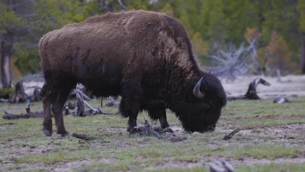 Bison Eating Grass American Landscape Parque Nacional Yellowstone Estados Unidos — Vídeo de Stock