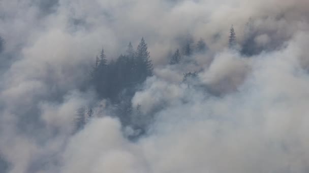 Forest Fire Smoke Mountain Hope Během Horkého Slunečného Letního Dne — Stock video