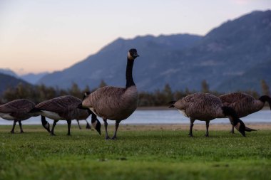 Kanada Dağ Manzaralı Göl kenarındaki Küçük Turistik Kasabada Yaban Kazları. Güneşli Yaz Günbatımı Gökyüzü. Harrison Kaplıcaları, British Columbia, Kanada.