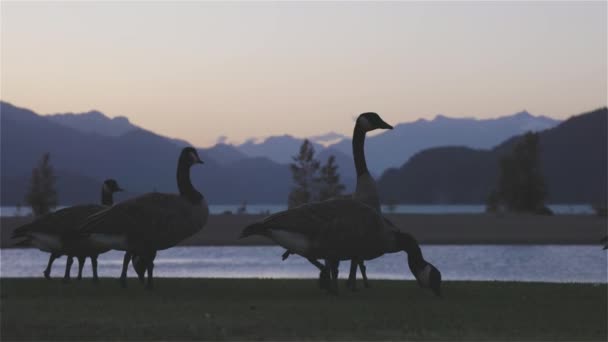 Gansos Selvagens Pequena Cidade Turística Junto Lago Com Paisagem Montanhosa — Vídeo de Stock