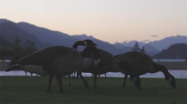 Kanada Dağ Manzaralı Göl kenarındaki Küçük Turistik Kasabada Yaban Kazları. Güneşli Yaz Günbatımı Gökyüzü. Harrison Kaplıcaları, British Columbia, Kanada. Yavaş Hareket