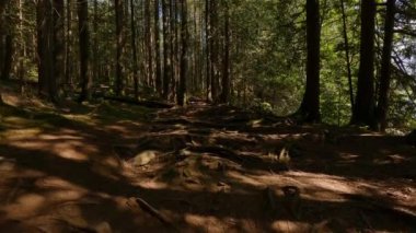 Güneşli yaz gününde yağmur ormanlarında yeşil renkli ağaçlar. Kanada doğası. Sasquatch İl Parkı, Harrison Kaplıcaları yakınında, British Columbia, Kanada.