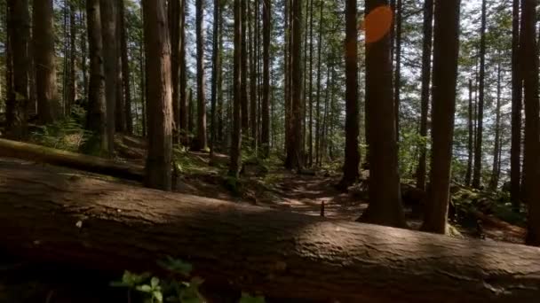 晴れた夏の日の間に熱帯雨林の緑豊かな木々 カナダの自然 サスカッチ州立公園 ハリソン温泉近く ブリティッシュコロンビア州 カナダ — ストック動画