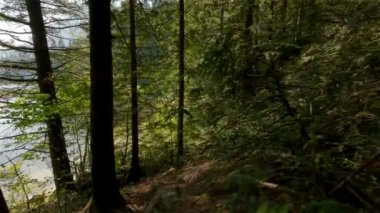 Güneşli yaz günlerinde yağmur ormanlarındaki yeşil ağaçların etrafında yürüyüş yapmak. Kanada doğası. Sasquatch İl Parkı, Harrison Kaplıcaları yakınında, British Columbia, Kanada.