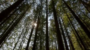 Güneşli yaz gününde yağmur ormanlarında yeşil renkli ağaçlar. Kanada doğası. Sasquatch İl Parkı, Harrison Kaplıcaları yakınında, British Columbia, Kanada.