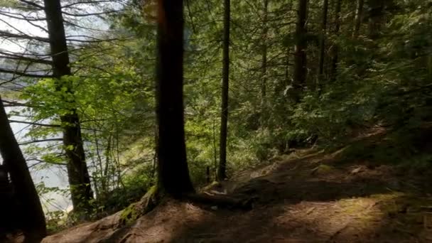Vandringsled Runt Gröna Vibrerande Träd Regnskogen Soliga Sommardagar Kanadensisk Natur — Stockvideo