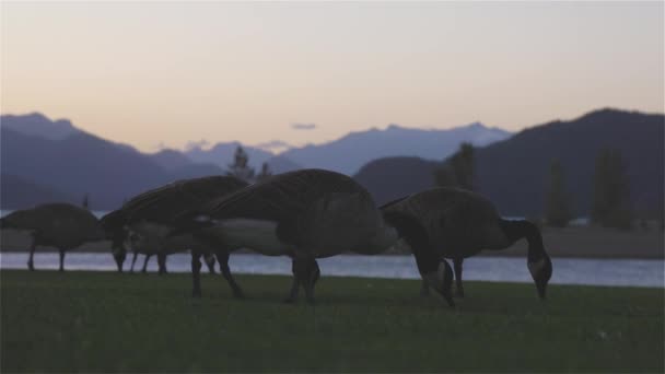 Gansos Selvagens Pequena Cidade Turística Junto Lago Com Paisagem Montanhosa — Vídeo de Stock