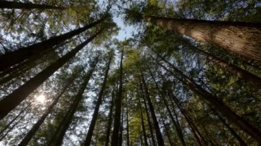 Güneşli yaz gününde yağmur ormanlarında yeşil renkli ağaçlar. Kanada doğası. Sasquatch İl Parkı, Harrison Kaplıcaları yakınında, British Columbia, Kanada.
