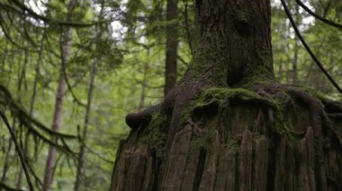 Sonbahar sezonu boyunca Yağmur Ormanı 'nda canlı yeşil ağaçlar ve yosun. Kanada doğası. Lynn Vadisi, Kuzey Vancouver, British Columbia, Kanada.