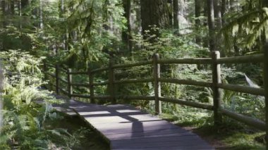 Lynn Canyon Park, Kuzey Vancouver, British Columbia, Kanada. Yağmur Ormanları 'nda Tahta Yürüyüş Yolu. Sunny Fall sezonu. Macera Yolculuğu. Yavaş Hareket