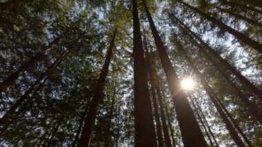 Güneşli yaz gününde yağmur ormanlarında yeşil renkli ağaçlar. Kanada doğası. Sasquatch İl Parkı, Harrison Kaplıcaları yakınında, British Columbia, Kanada.