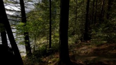 Güneşli yaz günlerinde yağmur ormanlarındaki yeşil ağaçların etrafında yürüyüş yapmak. Kanada doğası. Sasquatch İl Parkı, Harrison Kaplıcaları yakınında, British Columbia, Kanada.