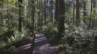 Lynn Canyon Park, Kuzey Vancouver, British Columbia, Kanada. Yağmur Ormanları 'nda Tahta Yürüyüş Yolu. Sunny Fall sezonu. Macera Yolculuğu. Yavaş Hareket