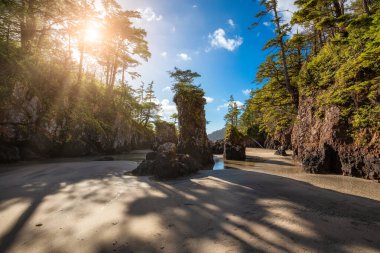 Pasifik Okyanusu Sahil Manzarası 'ndaki kumsal. Güneşli Mavi Gökyüzü. San Josef Körfezi, Scott Burnu İl Parkı, Kuzey Vancouver Adası, BC, Kanada. Kanada Doğa Arkaplanı
