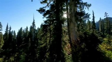 Kanada Dağ Manzarası 'nda canlı yeşil ağaçlar. Sunny Fall sezonu. Whistler ve Squamish yakınlarındaki Brandywine Meadows 'da yürüyüş, British Columbia, Kanada. Doğa Arkaplanı. Sinematik