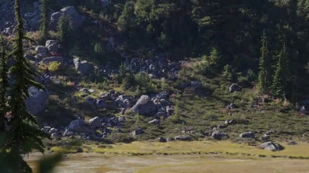 Träd Och Klippor Kanadas Bergslandskap Solig Höstsäsong Brandywine Meadows Nära — Stockvideo